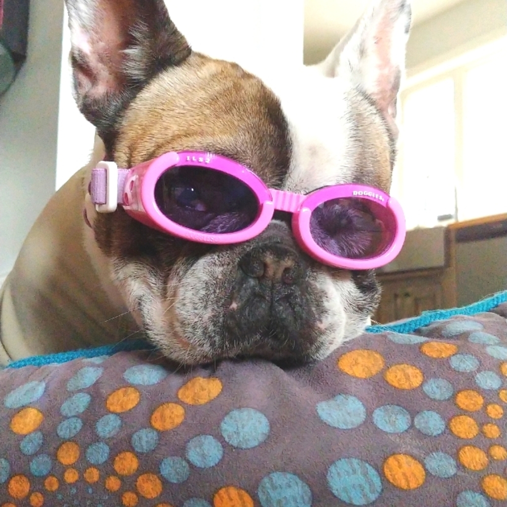 Pink Dog Sunglasses